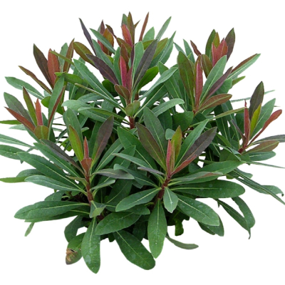 现代2d花草植物组件免费su模型(1)