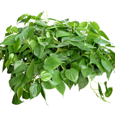 现代2d花草植物组件免费su模型(1)