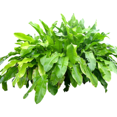 现代2d花草植物组件免费su模型(1)