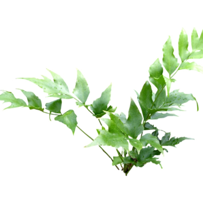 现代2d花草植物组件免费su模型(1)