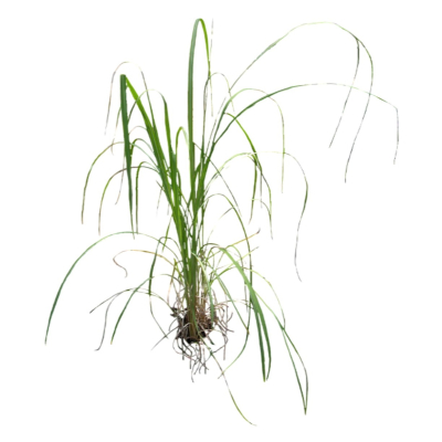 现代2d花草植物组件免费su模型(1)