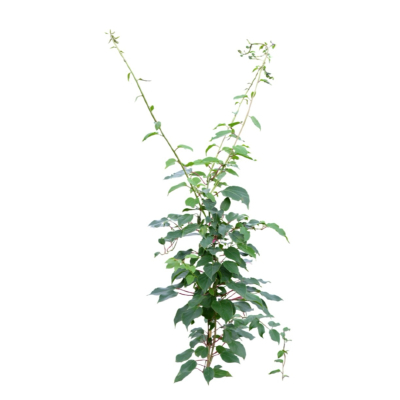 现代2d花草植物组件免费su模型(1)