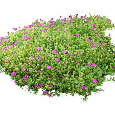 现代2d花草植物组件免费su模型(1)