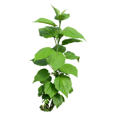 现代2d花草植物组件免费su模型(1)