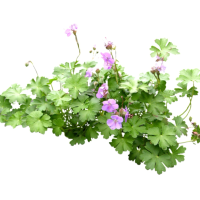 现代2d花草植物组件免费su模型(1)