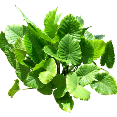 现代2d花草植物组件免费su模型(1)