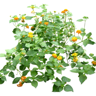 现代2d花草植物组件免费su模型(1)