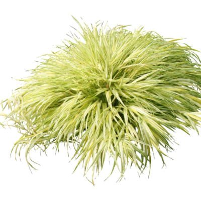 现代2d花草植物组件免费su模型(1)