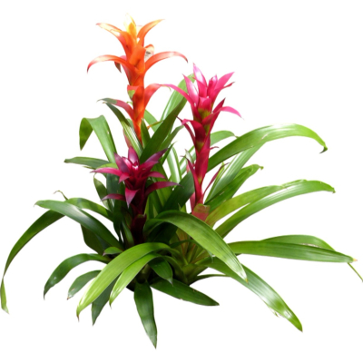 现代2d花草植物组件免费su模型(1)
