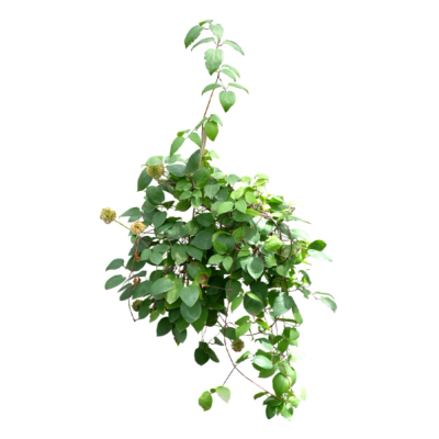 现代2d花草植物组件免费su模型(1)