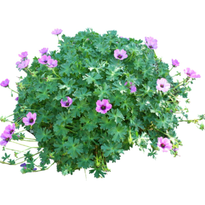现代2d花草植物组件免费su模型(1)