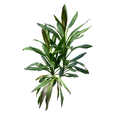 现代2d花草植物组件免费su模型(1)