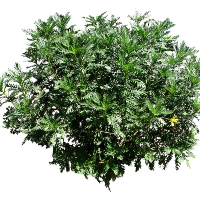 现代2d花草植物组件免费su模型(1)