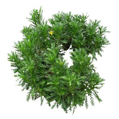 现代2d花草植物组件免费su模型(1)