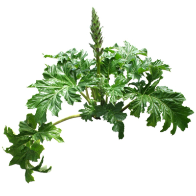 现代2d花草植物组件免费su模型(1)