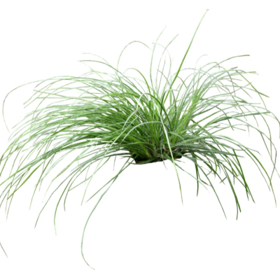 现代2d花草植物组件免费su模型(1)