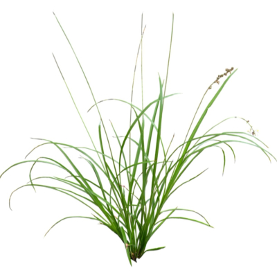 现代2d花草植物组件免费su模型(1)