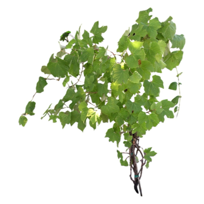现代2d花草植物组件免费su模型(1)