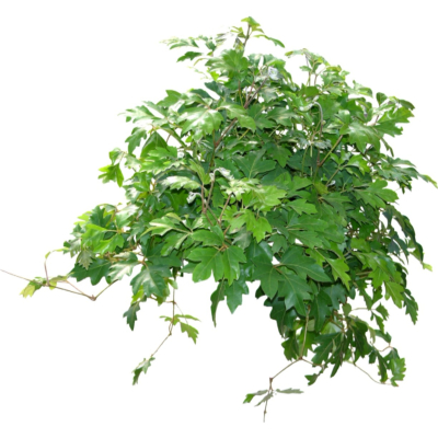 现代2d花草植物组件免费su模型(1)