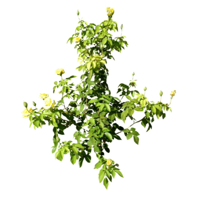 现代2d花草植物组件免费su模型(1)