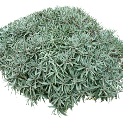 现代2d花草植物组件免费su模型(1)