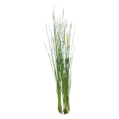 现代2d花草植物组件免费su模型(1)