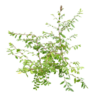 现代2d花草植物组件免费su模型(1)