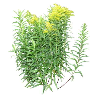 现代2d花草植物组件免费su模型(1)