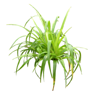 现代2d花草植物组件免费su模型(1)