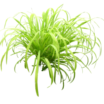 现代2d花草植物组件免费su模型(1)