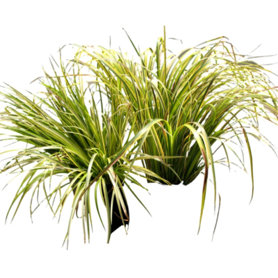 现代2d花草植物组件免费su模型(1)