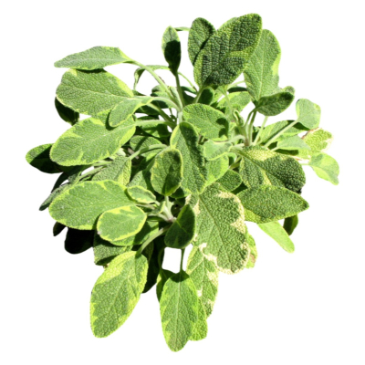 现代2d花草植物组件免费su模型(1)