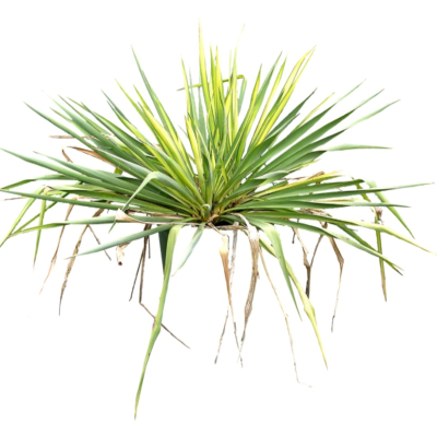 现代2d花草植物组件免费su模型(1)