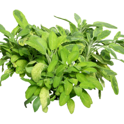 现代2d花草植物组件免费su模型(1)