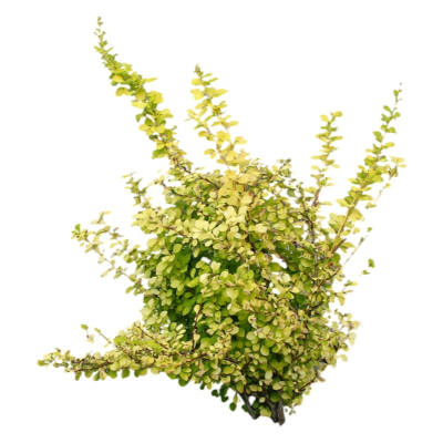 现代2d花草植物组件免费su模型(1)