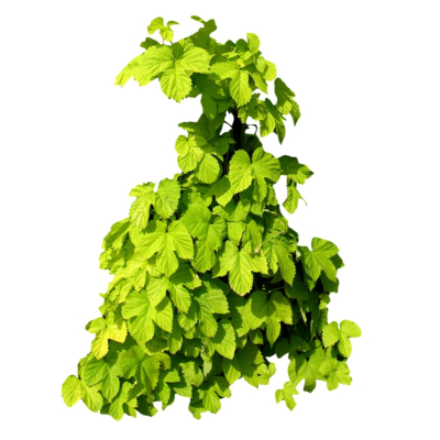 现代2d花草植物组件免费su模型(1)