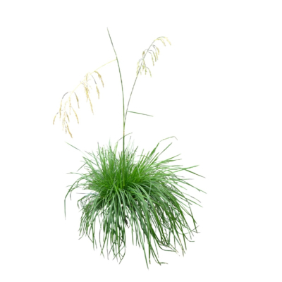 现代2d花草植物组件免费su模型(1)