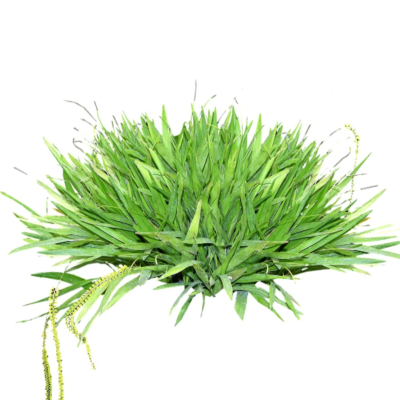 现代2d花草植物组件免费su模型(1)
