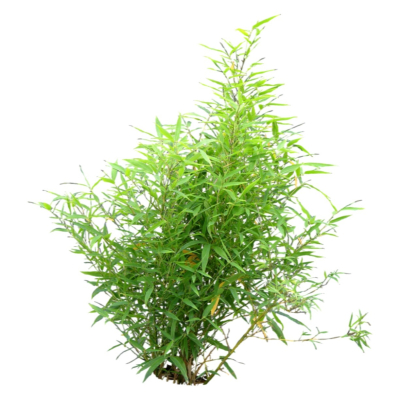 现代2d花草植物组件免费su模型(1)