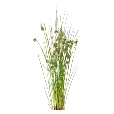 现代2d花草植物组件免费su模型(1)