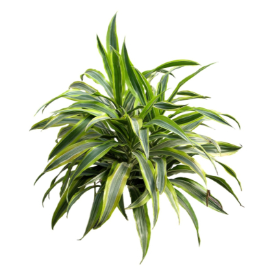现代2d花草植物组件免费su模型(1)