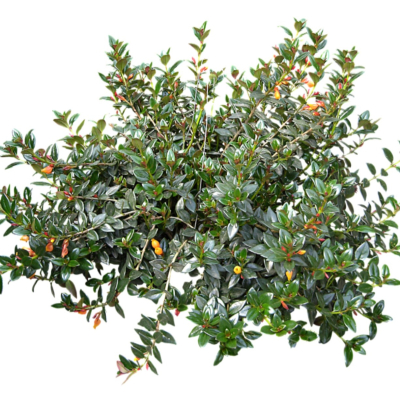 现代2d花草植物组件免费su模型(1)