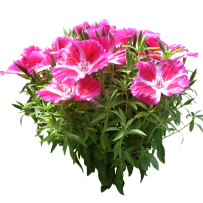 现代2d花草植物组件免费su模型(1)