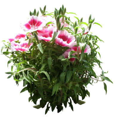 现代2d花草植物组件免费su模型(1)