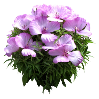现代2d花草植物组件免费su模型(1)