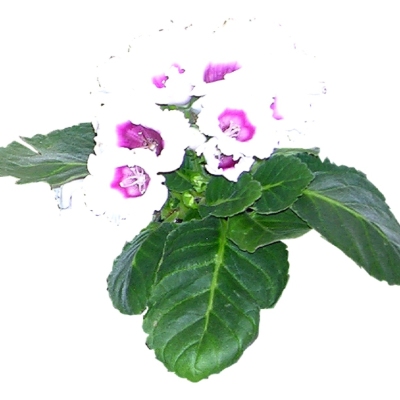 现代2d花草植物组件免费su模型(1)