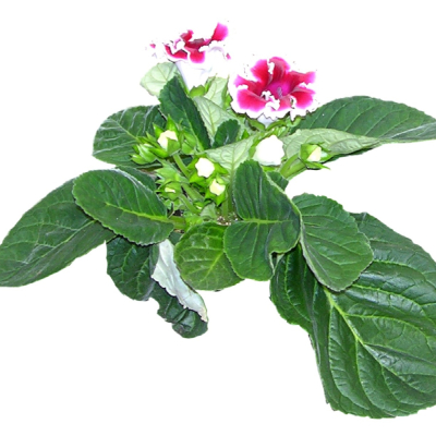 现代2d花草植物组件免费su模型(1)
