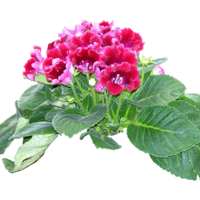 现代2d花草植物组件免费su模型(1)