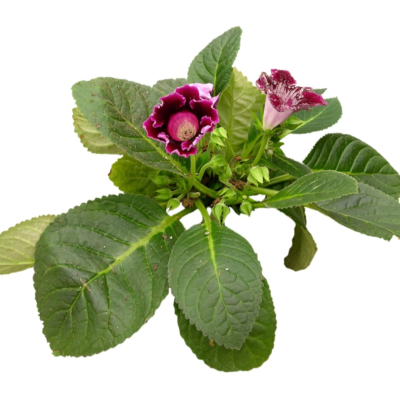 现代2d花草植物组件免费su模型(1)