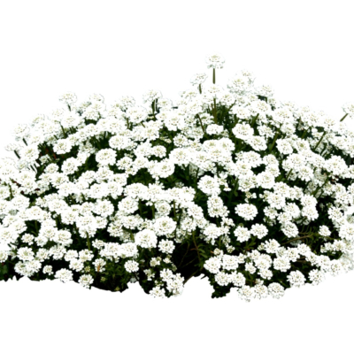 现代2d花草植物组件免费su模型(1)